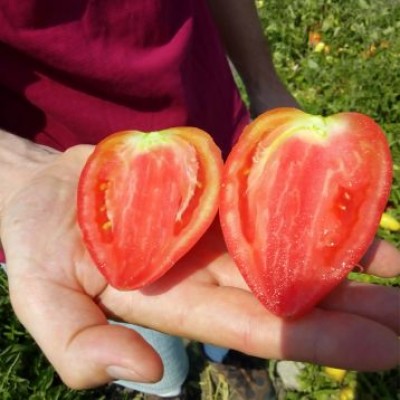 Семена томата сливки Белиз F1 (250 семян), Libra Seeds (Erste Zaden)